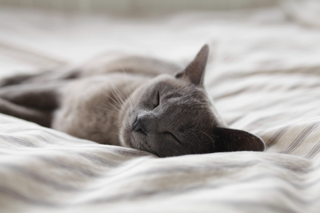 Russian blue cat sleeping bed